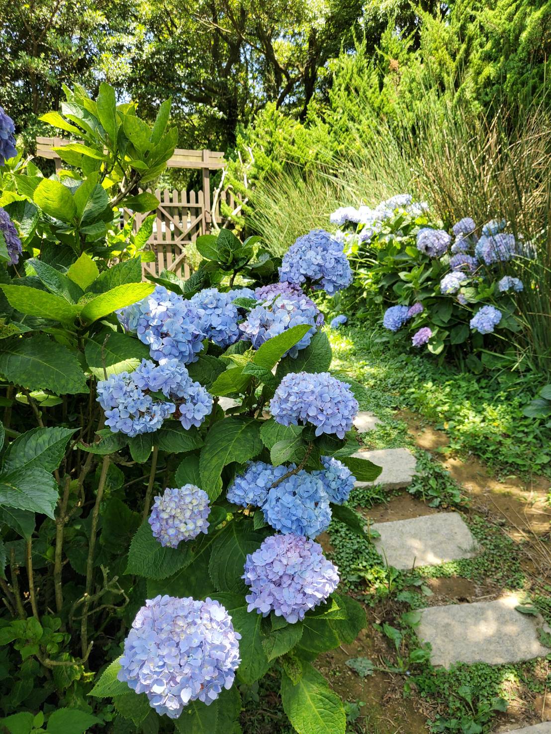 採繡球花