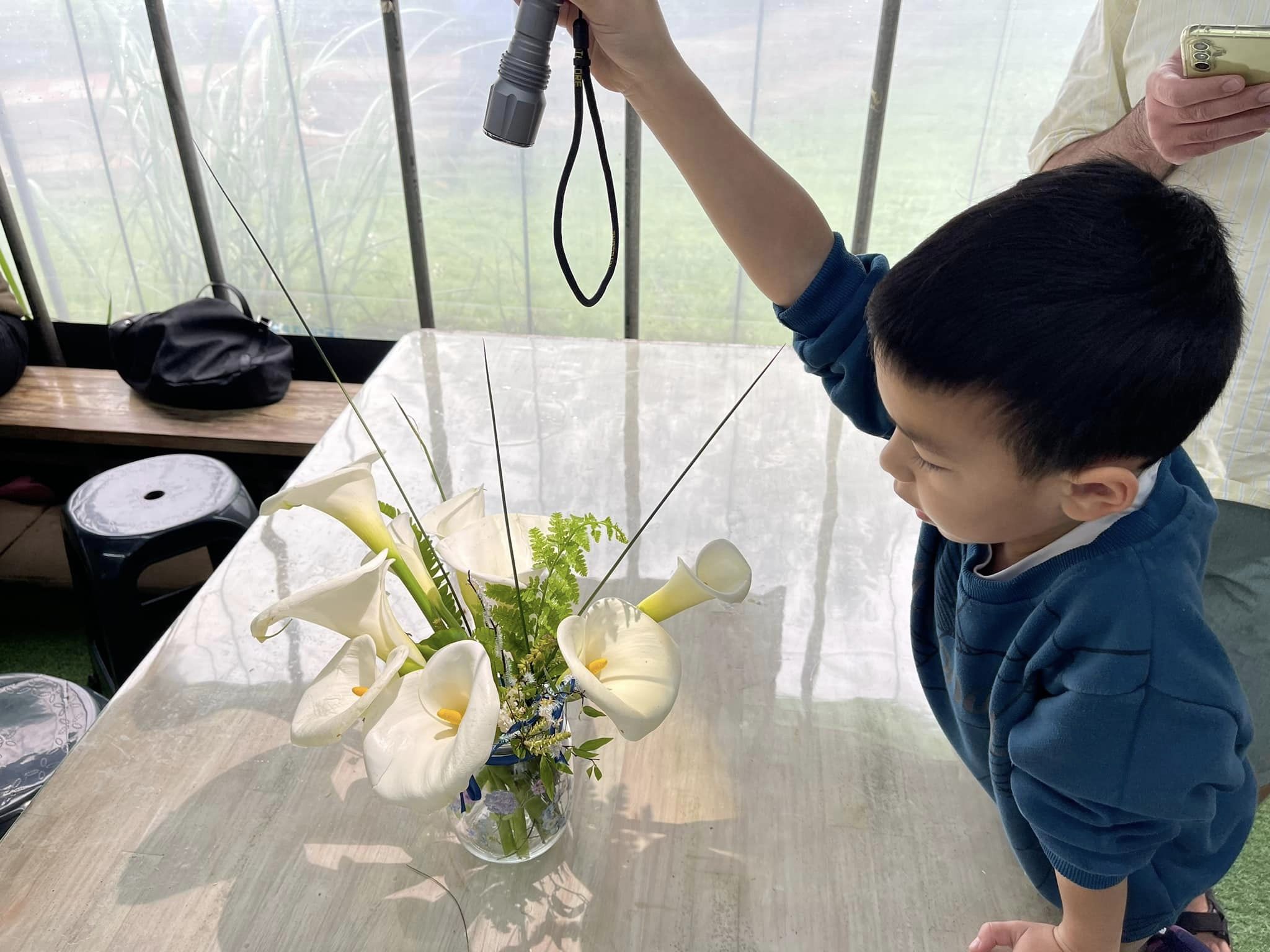 採海芋
