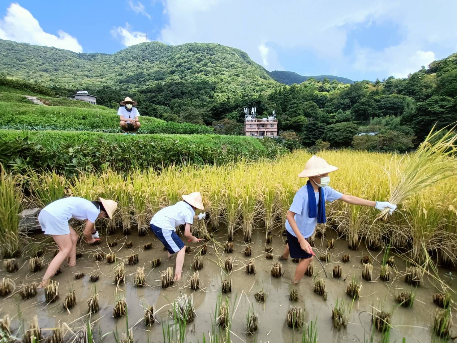 割稻樂