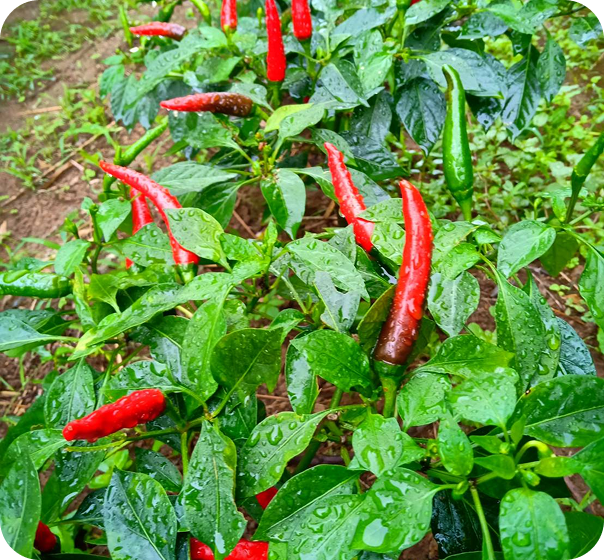 朝天椒