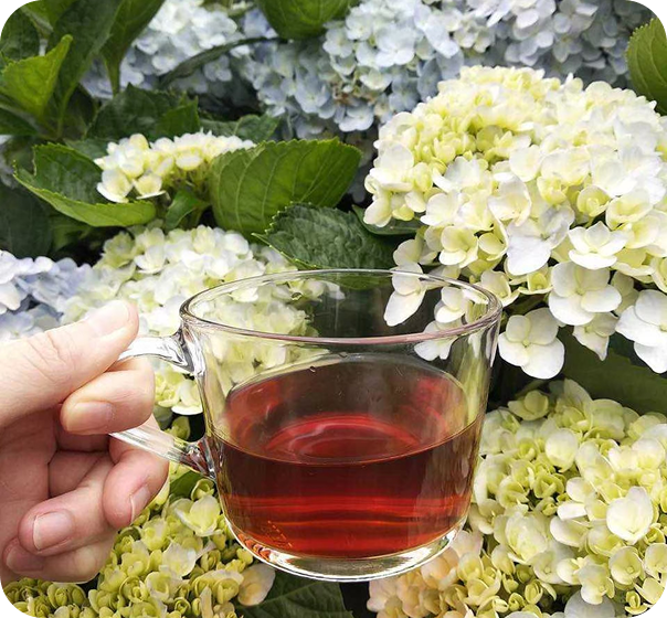 竹子湖藍鵲咖啡